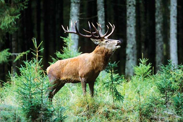 Dachigam National Park
